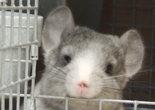 Feature Image for Types of Chinchilla Cages